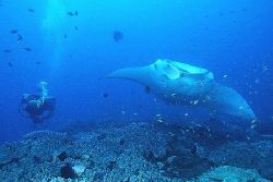 "Manta & Diver"
Taken on a cleaning station at Manta Ree... by Brian Welman 